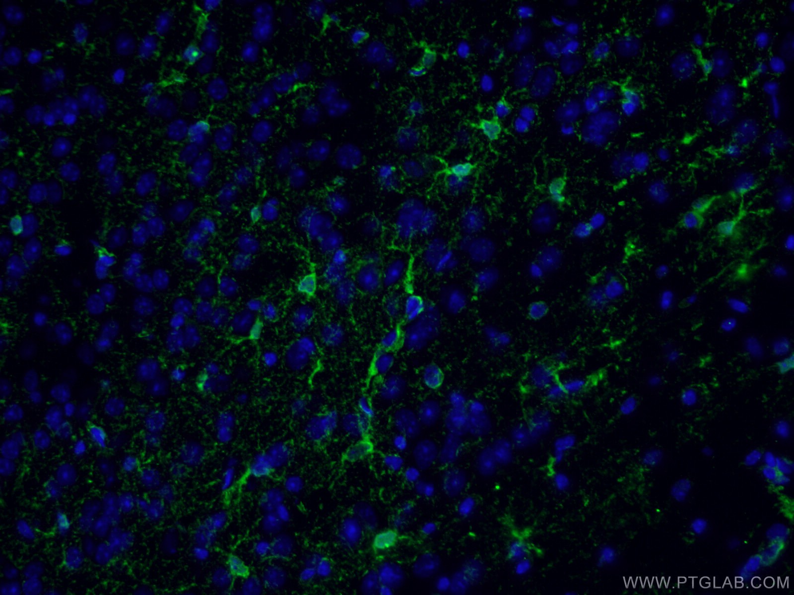 Immunofluorescence (IF) / fluorescent staining of mouse brain tissue using Glutamine Synthetase Polyclonal antibody (11037-2-AP)