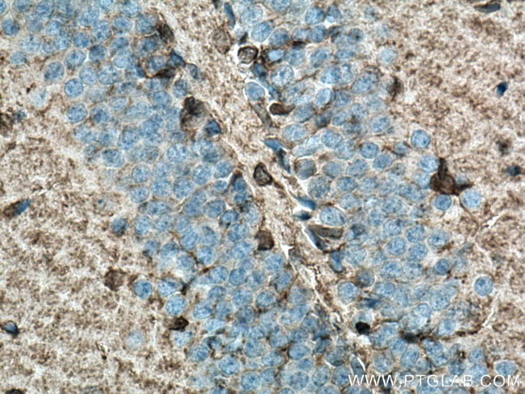 IHC staining of mouse brain using 11037-2-AP
