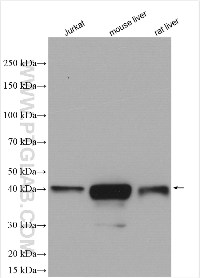 Western Blot (WB) analysis of various lysates using Glutamine Synthetase Polyclonal antibody (11037-2-AP)