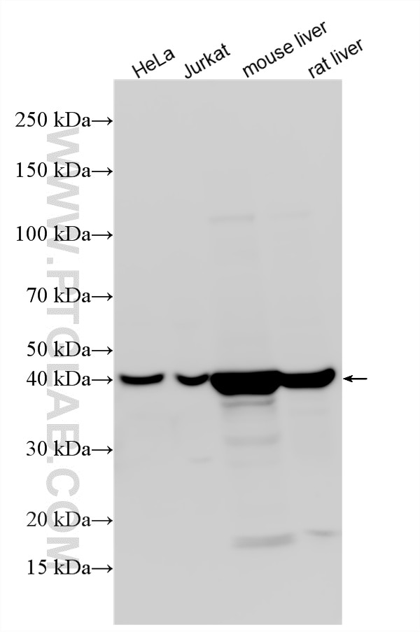 Western Blot (WB) analysis of various lysates using Glutamine Synthetase Polyclonal antibody (11037-2-AP)