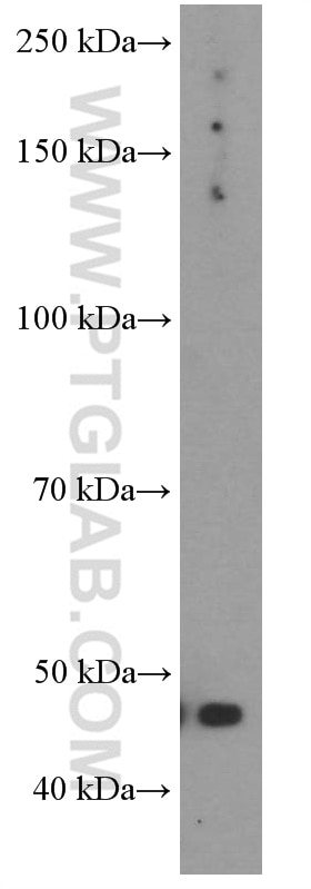 Western Blot (WB) analysis of NIH/3T3 cells using GLUT1 Monoclonal antibody (66290-1-Ig)