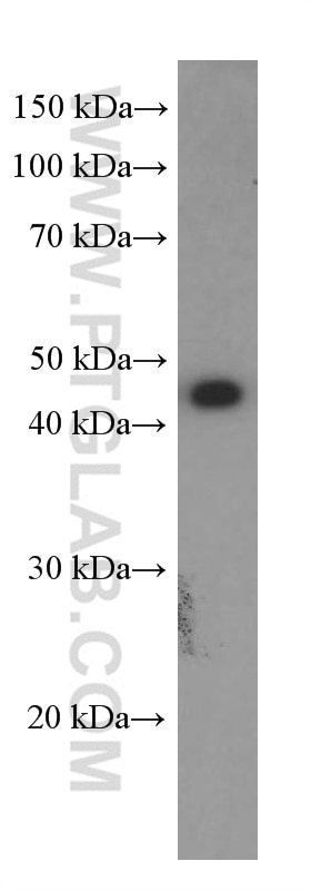 Western Blot (WB) analysis of HEK-293 cells using GLUT1 Monoclonal antibody (66290-1-Ig)