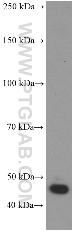 Western Blot (WB) analysis of NIH/3T3 cells using GLUT1 Monoclonal antibody (66290-1-Ig)