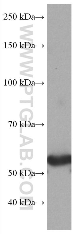 Western Blot (WB) analysis of HSC-T6 cells using GLUT2 Monoclonal antibody (66889-1-Ig)