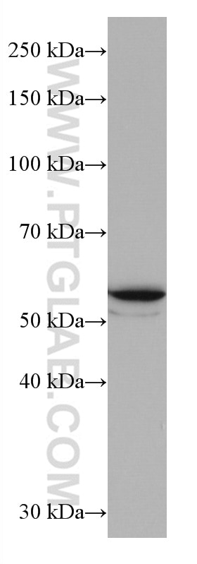 Western Blot (WB) analysis of HepG2 cells using GLUT2 Monoclonal antibody (66889-1-Ig)