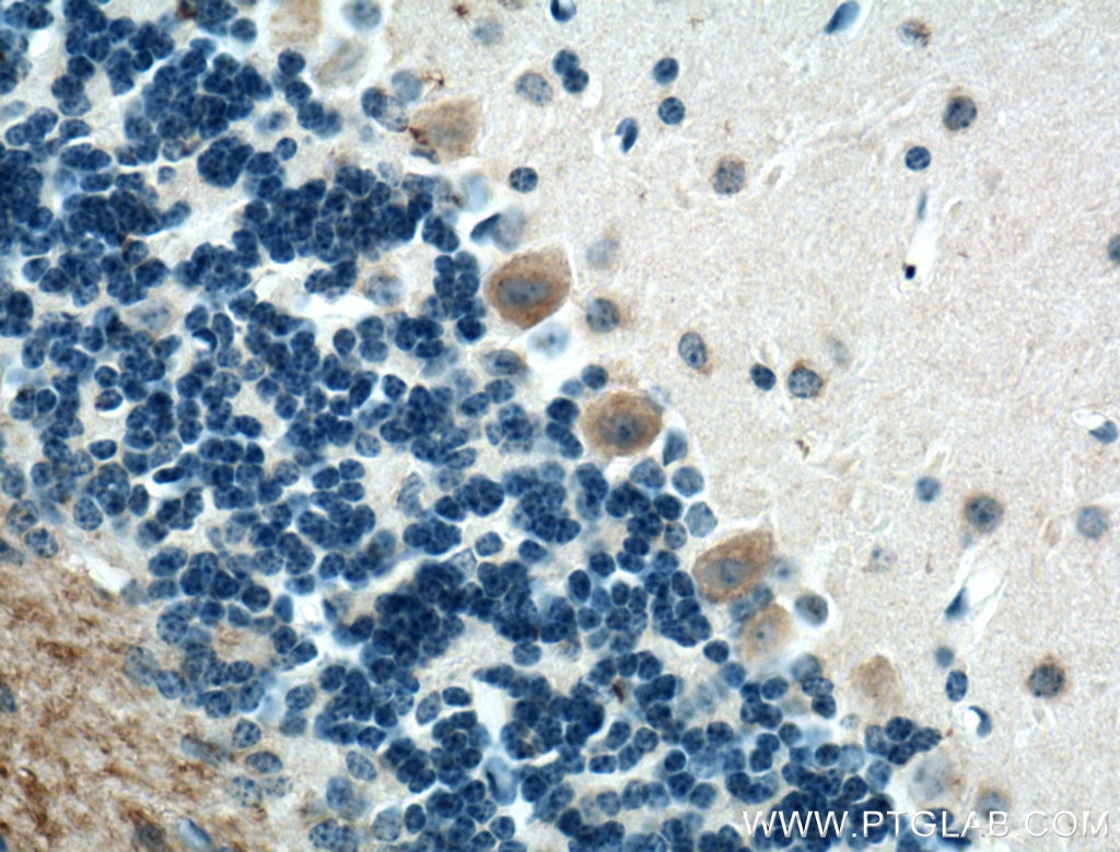 Immunohistochemistry (IHC) staining of mouse cerebellum tissue using GLUT4 Polyclonal antibody (21048-1-AP)