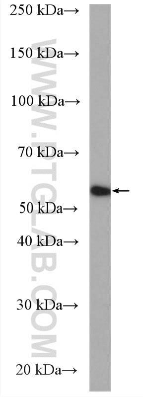 Western Blot (WB) analysis of mouse brain tissue using GLUT4 Polyclonal antibody (21048-1-AP)