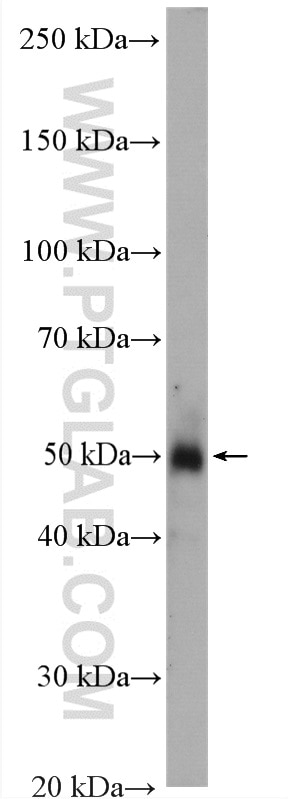 Western Blot (WB) analysis of mouse adipose tissue using GLUT4 Polyclonal antibody (21048-1-AP)
