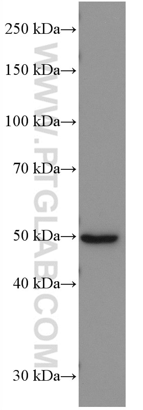 Western Blot (WB) analysis of human heart tissue using GLUT4 Monoclonal antibody (66846-1-Ig)