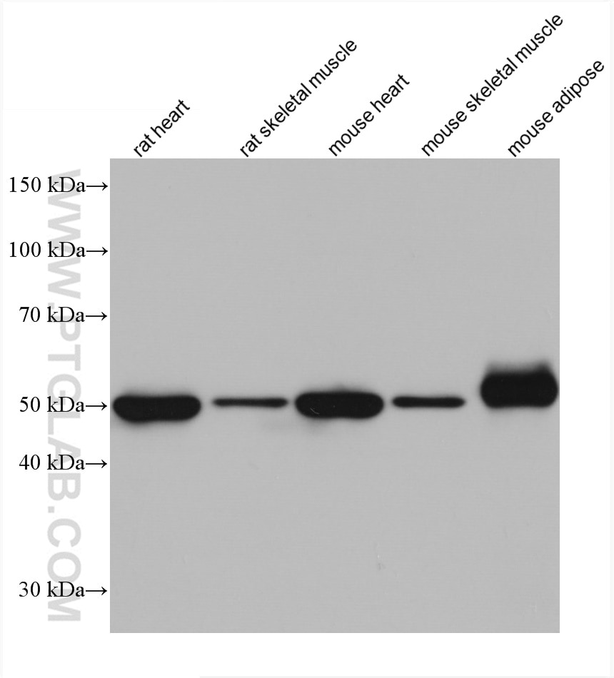 Western Blot (WB) analysis of various lysates using GLUT4 Monoclonal antibody (66846-1-Ig)