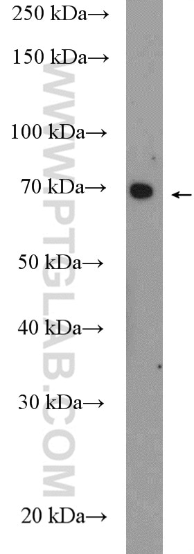Western Blot (WB) analysis of Caco-2 cells using GLUT5 Polyclonal antibody (27571-1-AP)