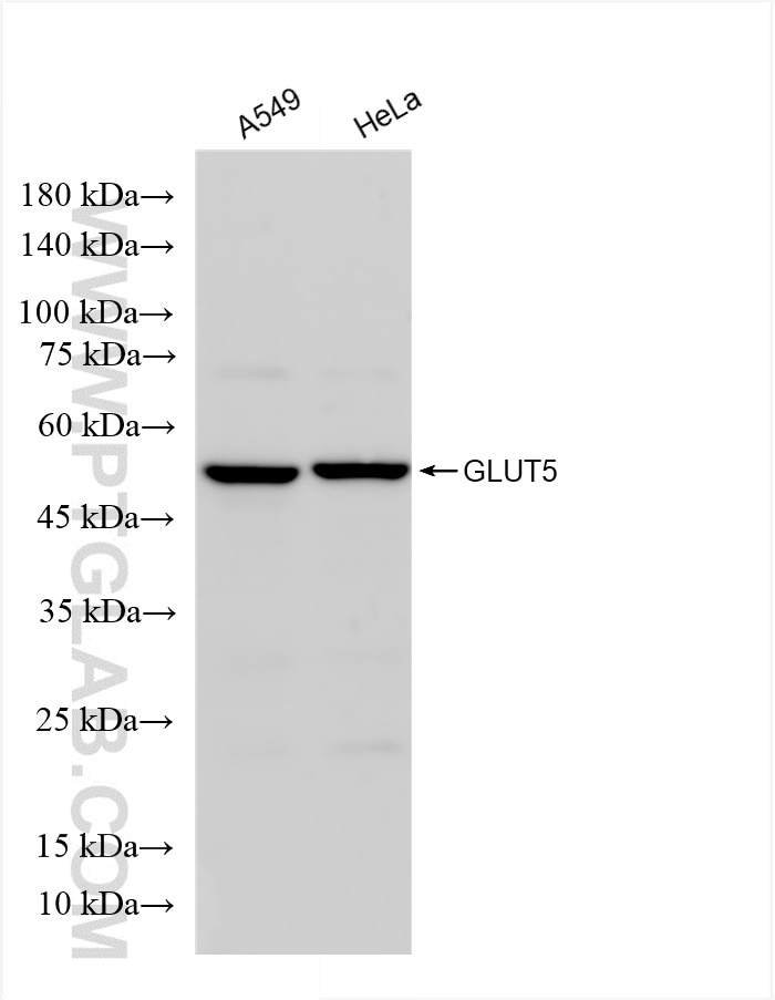 GLUT5