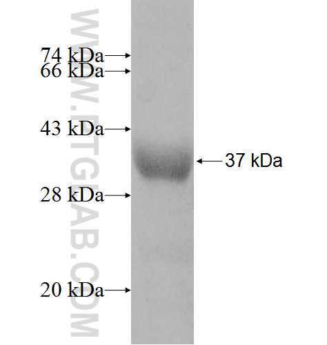 GLYATL1 fusion protein Ag8372 SDS-PAGE
