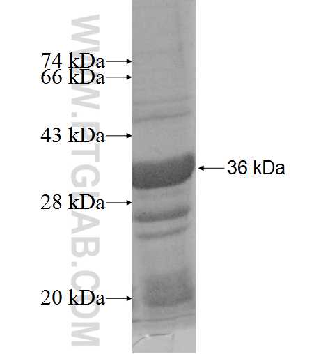 GLYATL2 fusion protein Ag9597 SDS-PAGE
