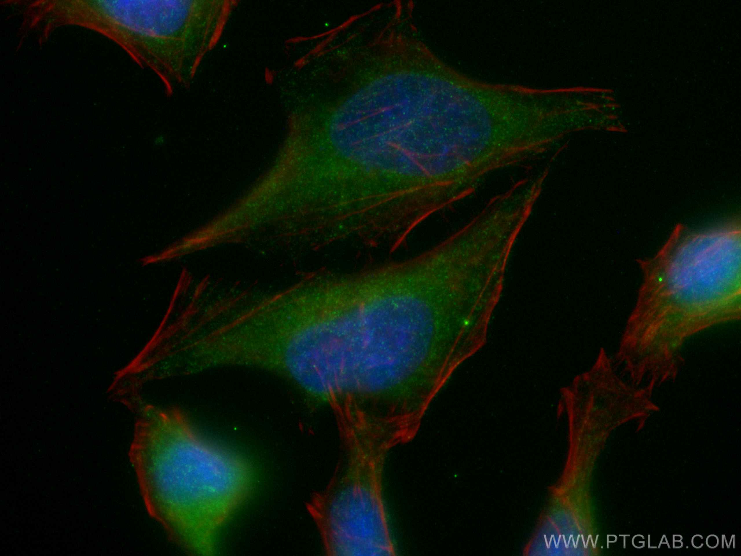 Immunofluorescence (IF) / fluorescent staining of HeLa cells using GLYCTK Polyclonal antibody (12426-1-AP)