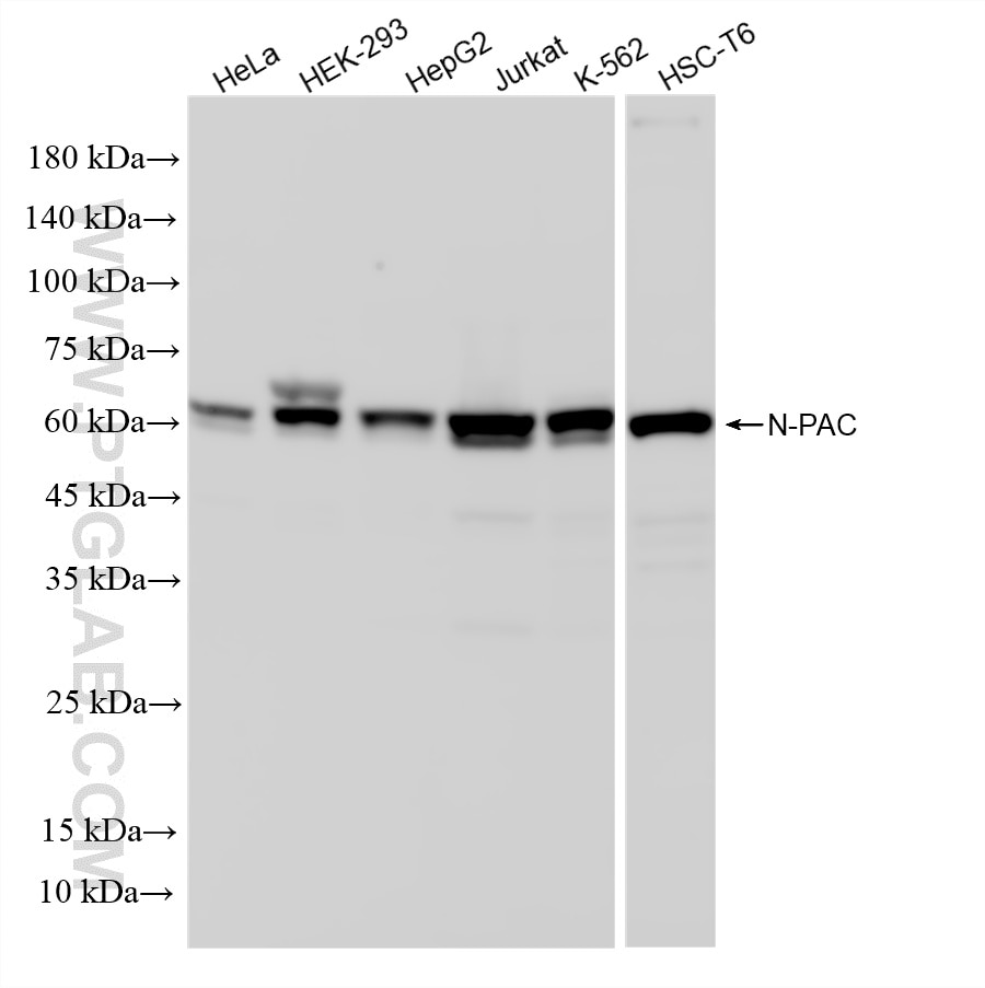 Western Blot (WB) analysis of various lysates using GLYR1 Recombinant monoclonal antibody (86877-1-RR)