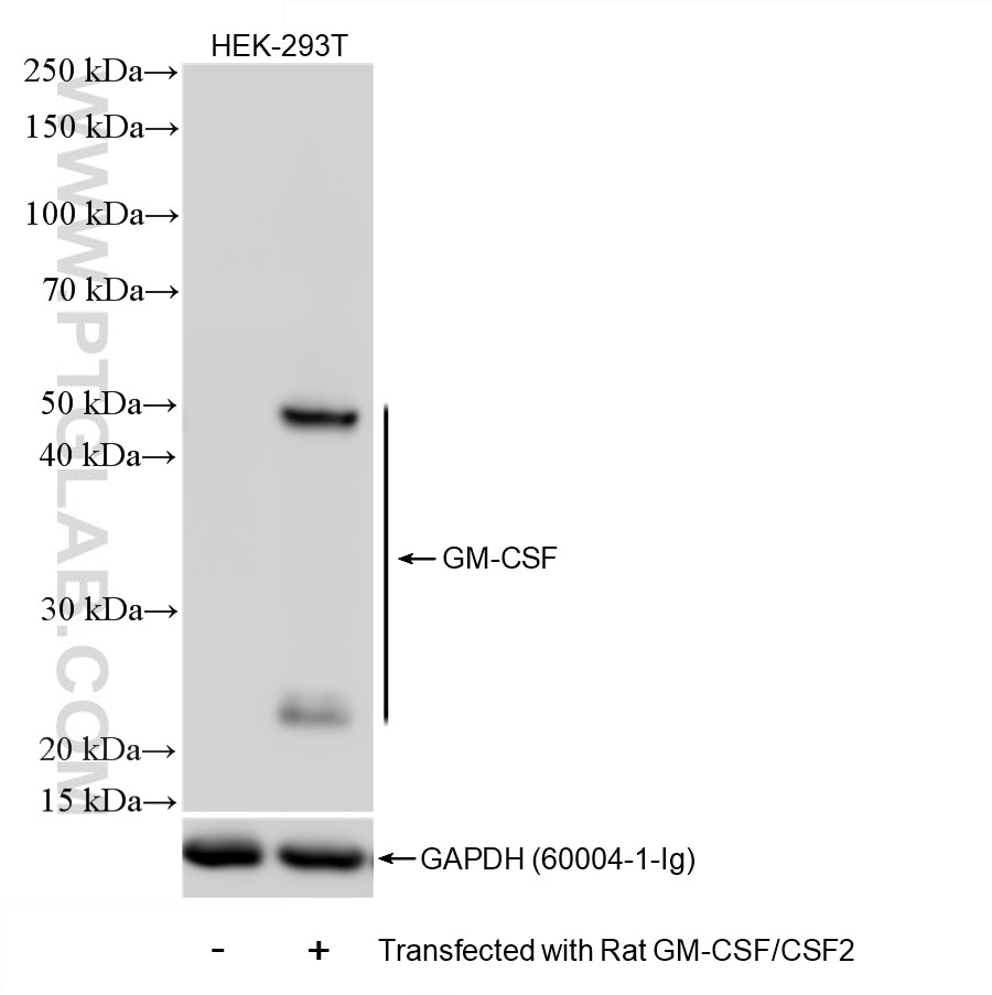 Western Blot (WB) analysis of HEK-293T cells using GM-CSF Recombinant monoclonal antibody (86923-1-RR)
