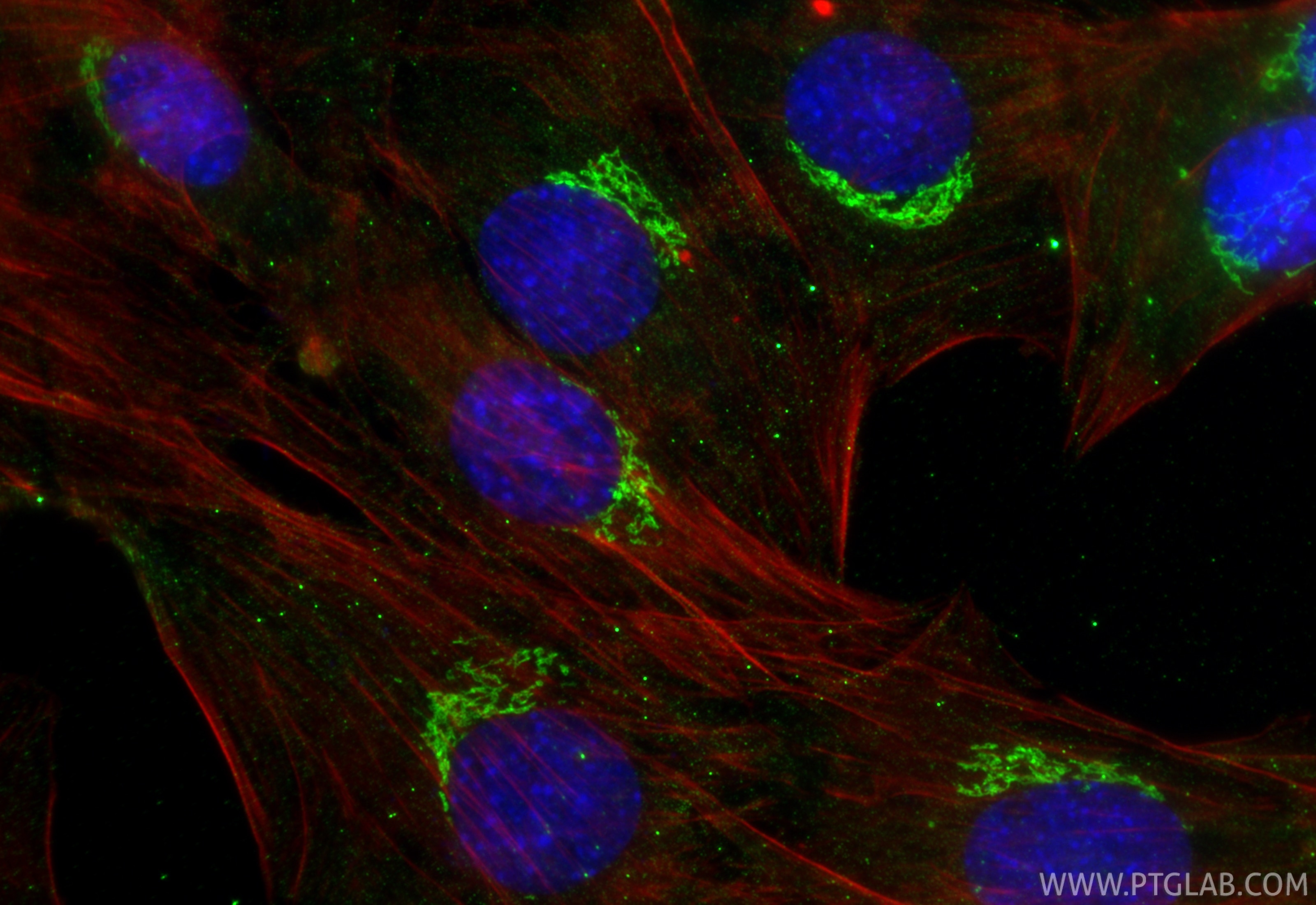 Immunofluorescence (IF) / fluorescent staining of C2C12 cells using GOLGA2/GM130 Monoclonal antibody (66662-1-Ig)