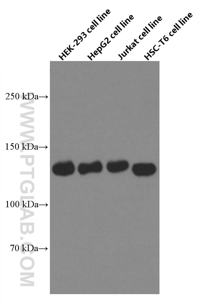 Western Blot (WB) analysis of various lysates using GOLGA2/GM130 Monoclonal antibody (66662-1-Ig)