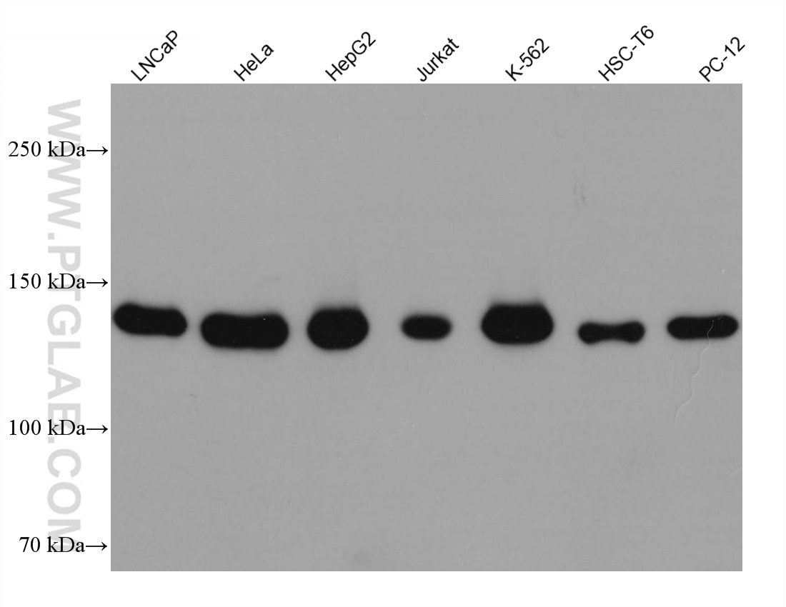 Western Blot (WB) analysis of various lysates using GOLGA2/GM130 Monoclonal antibody (66662-1-Ig)