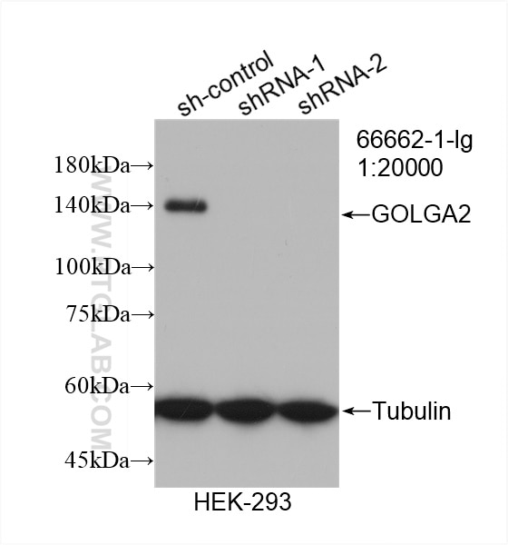 WB analysis of HEK-293 using 66662-1-Ig