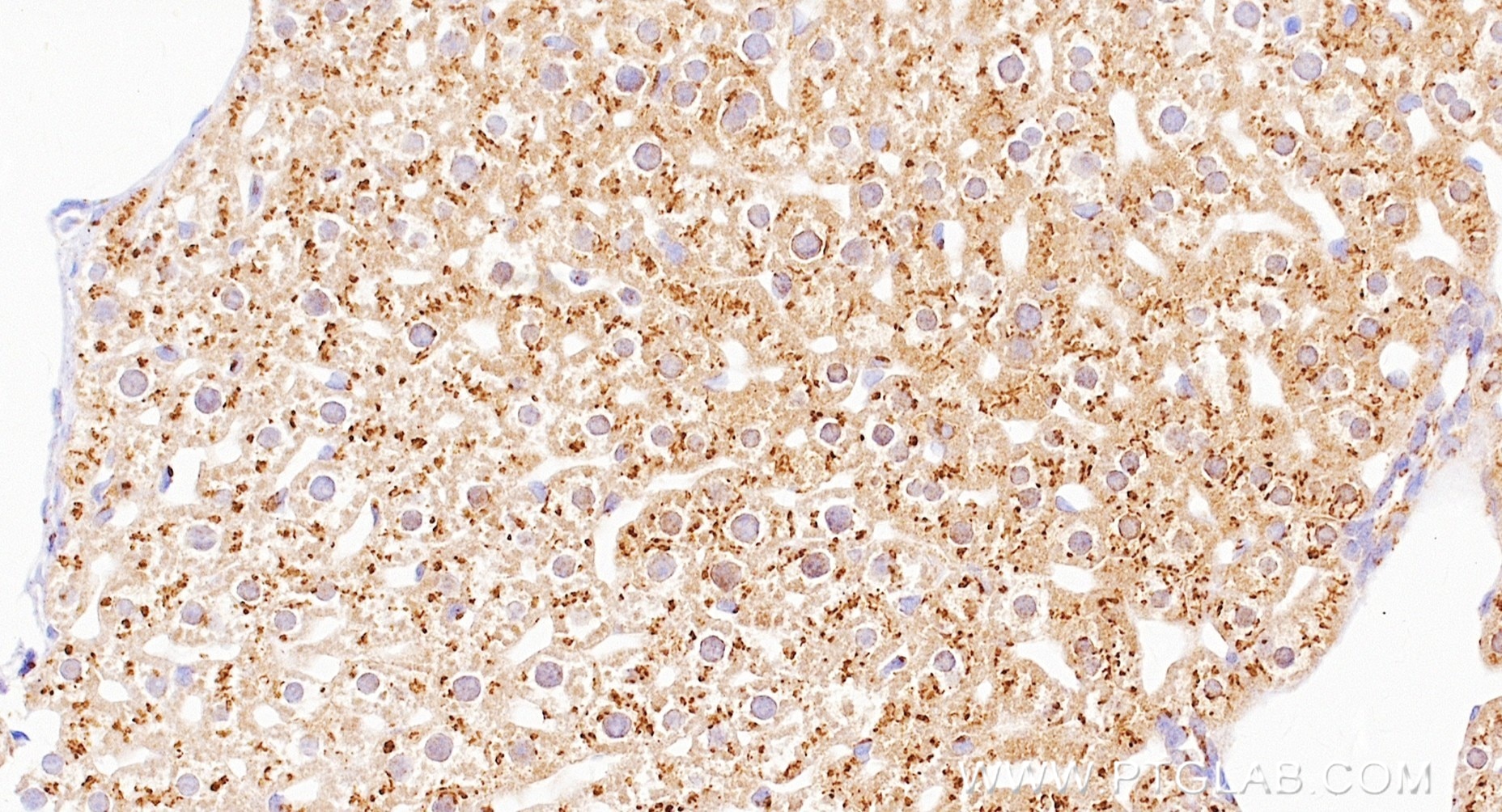 IHC staining of mouse liver using 82705-8-RR (same clone as 82705-8-PBS) Immunohistochemistry (IHC) staining of mouse liver tissue using GOLGA2/GM130 Recombinant monoclonal antibody (82705-8-RR)