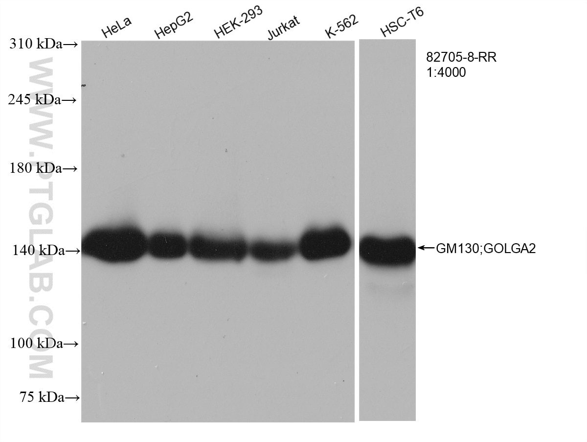 Western Blot (WB) analysis of various lysates using GM130;GOLGA2 Recombinant antibody (82705-8-RR)
