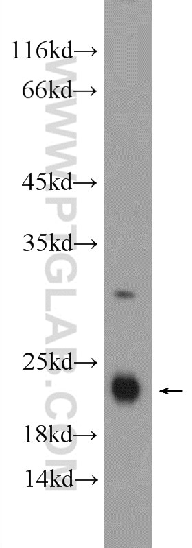Western Blot (WB) analysis of mouse kidney tissue using GM2A Polyclonal antibody (10864-2-AP)