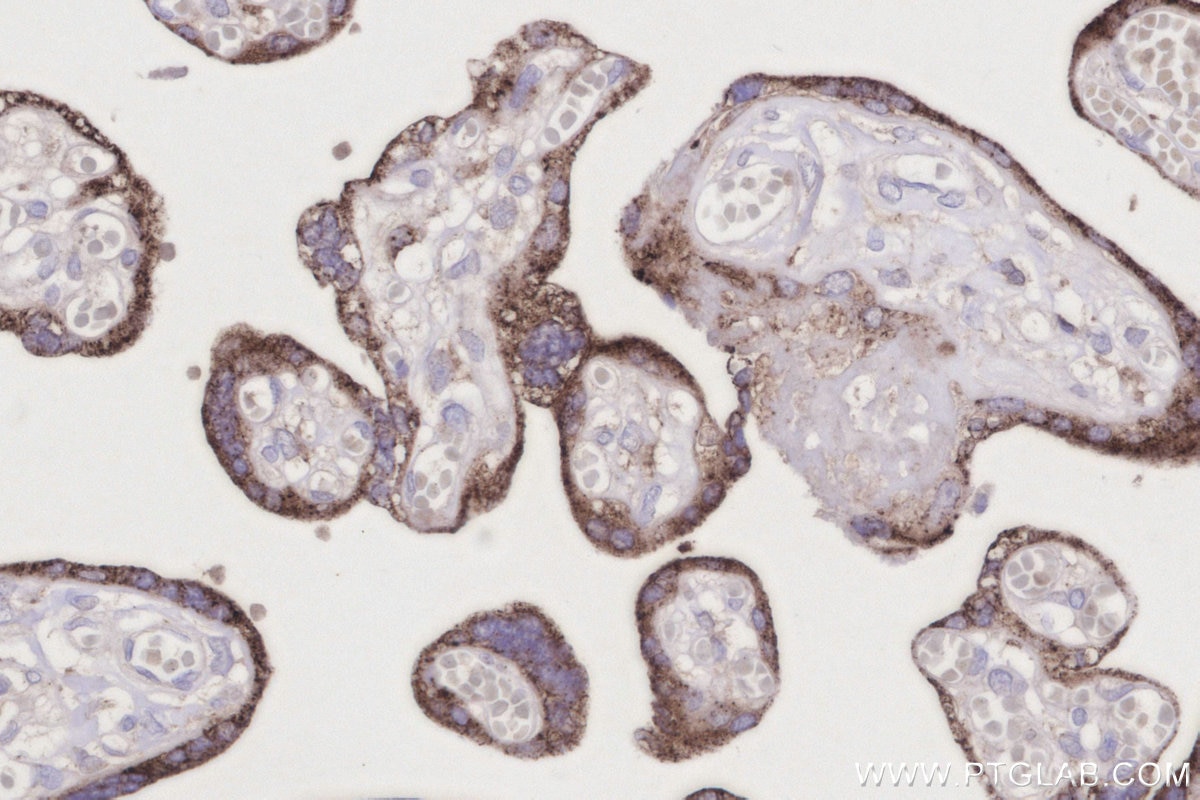 Immunohistochemistry (IHC) staining of human placenta tissue using GM2A Monoclonal antibody (66080-1-Ig)