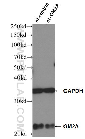 Western Blot (WB) analysis of HeLa cells using GM2A Monoclonal antibody (66080-1-Ig)