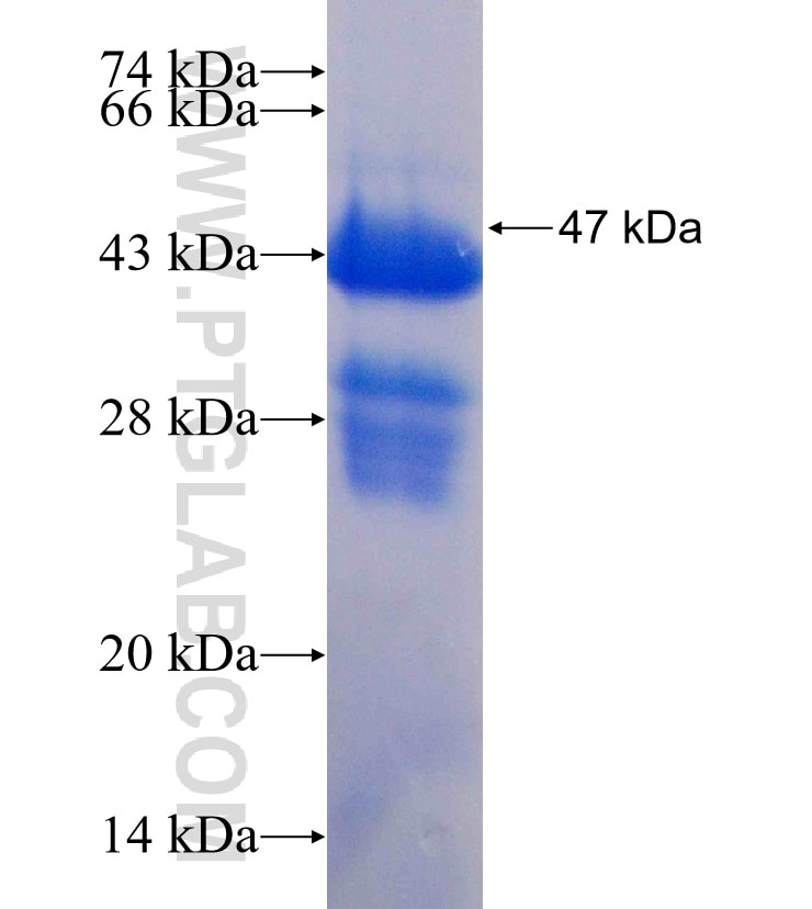 GM2A fusion protein Ag1295 SDS-PAGE