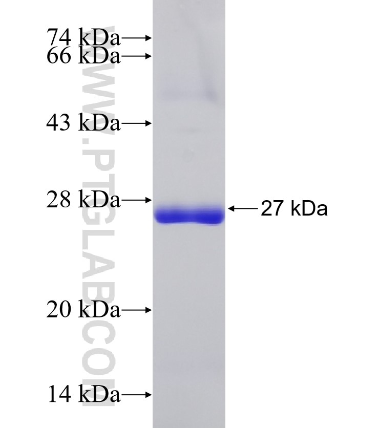 GM2A fusion protein Ag4394 SDS-PAGE