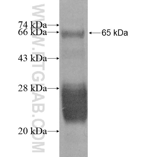 GMCL1L fusion protein Ag10873 SDS-PAGE