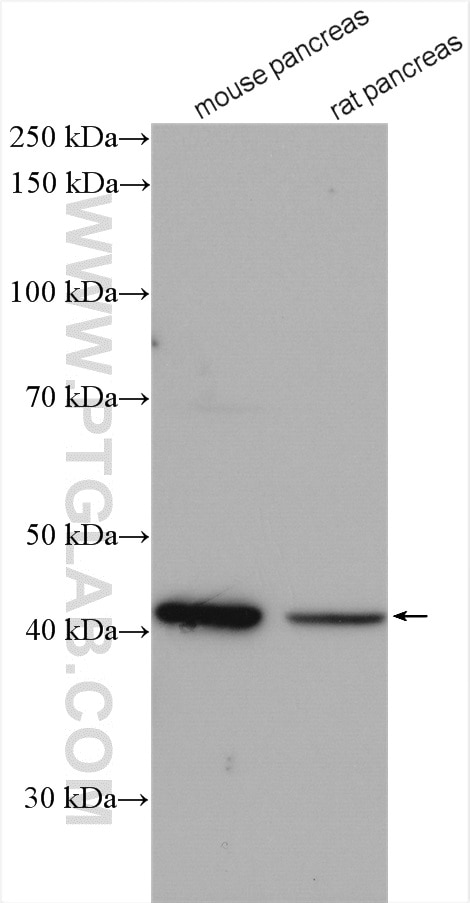 Western Blot (WB) analysis of various lysates using GMDS Polyclonal antibody (15442-1-AP)