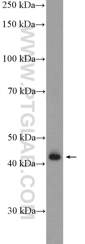 Western Blot (WB) analysis of rat spleen tissue using GMDS Polyclonal antibody (15442-1-AP)