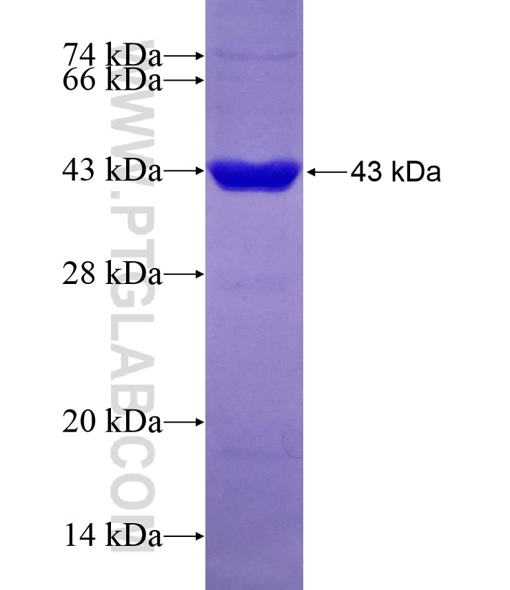 GMDS fusion protein Ag7319 SDS-PAGE