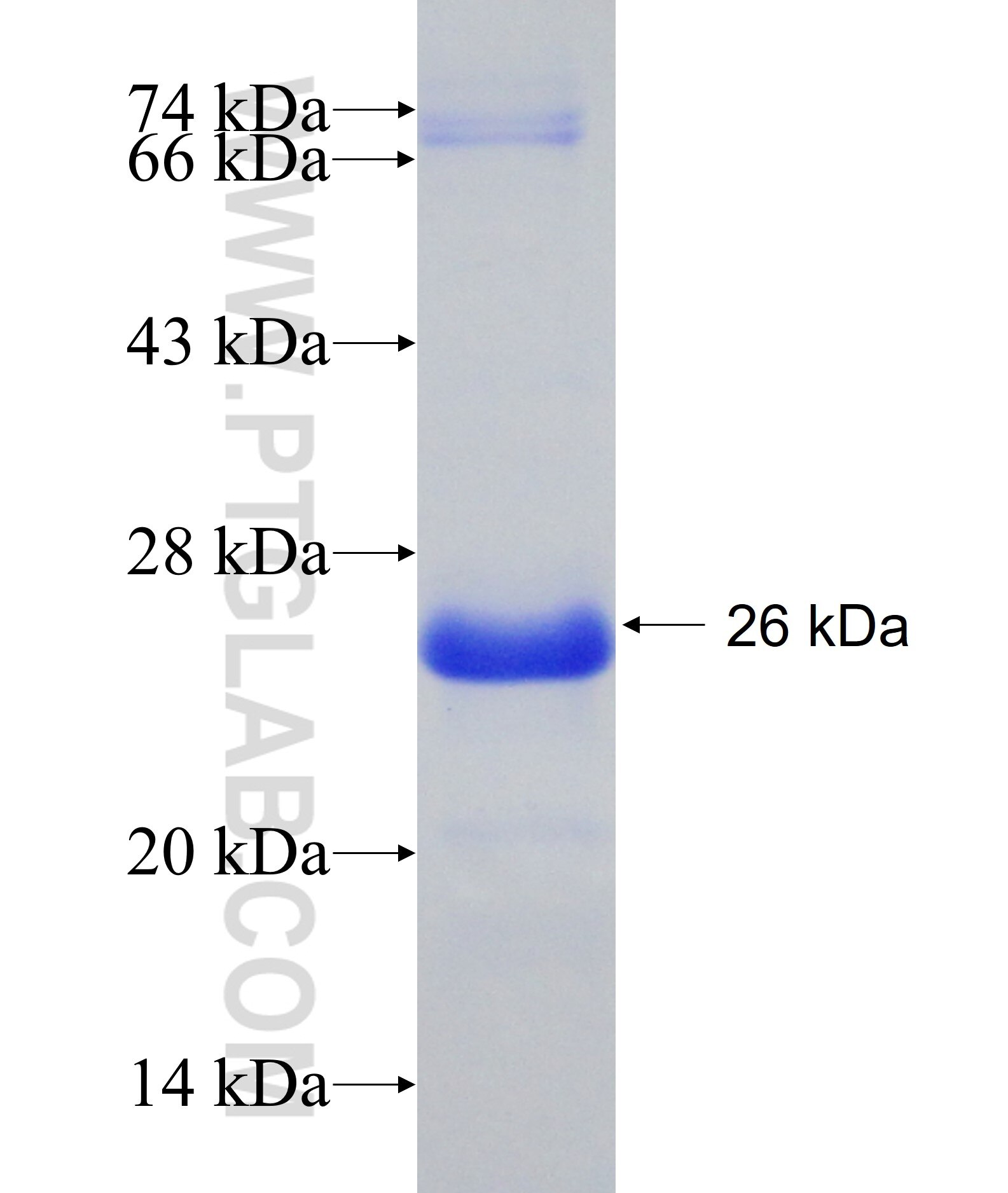 GMEB1 fusion protein Ag27714 SDS-PAGE