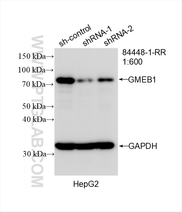 WB result of GMEB1-Specific antibody (84448-1-RR; 1:600; incubated at room temperature for 1.5 hours) with sh-Control and sh-GMEB1-Specific transfected HepG2 cells. Western Blot (WB) analysis of HepG2 cells using GMEB1-Specific Recombinant antibody (84448-1-RR)