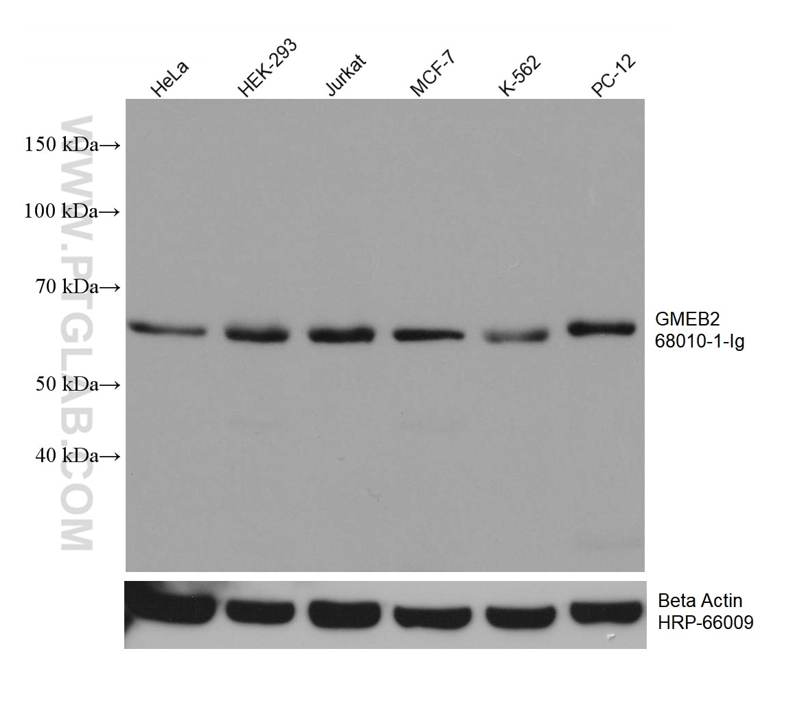 Western Blot (WB) analysis of various lysates using GMEB2 Monoclonal antibody (68010-1-Ig)