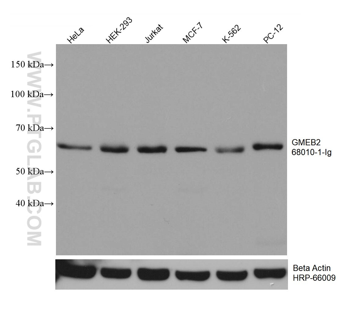 WB analysis using 68010-1-Ig