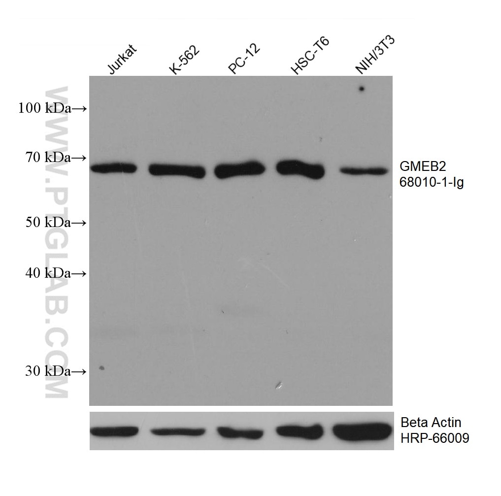 Western Blot (WB) analysis of various lysates using GMEB2 Monoclonal antibody (68010-1-Ig)