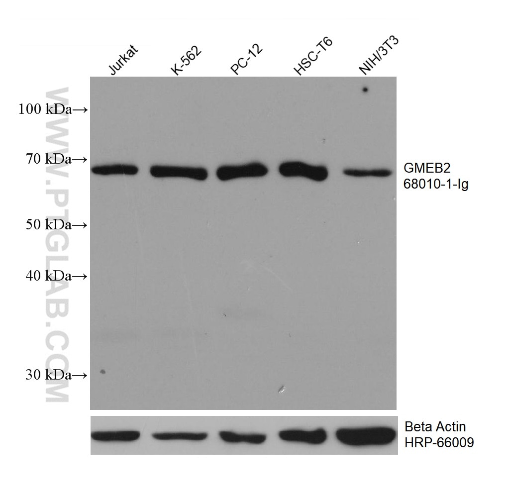 WB analysis using 68010-1-Ig