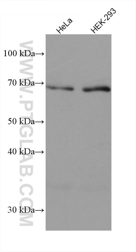 Western Blot (WB) analysis of various lysates using GMEB2 Monoclonal antibody (68010-1-Ig)