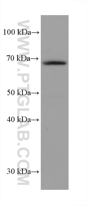 Western Blot (WB) analysis of MCF-7 cells using GMEB2 Monoclonal antibody (68010-1-Ig)