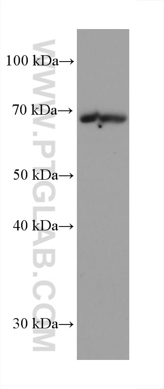 Western Blot (WB) analysis of RAW 264.7 cells using GMEB2 Monoclonal antibody (68010-1-Ig)