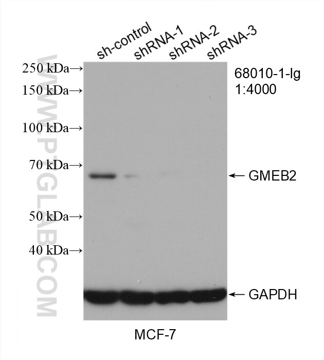 Western Blot (WB) analysis of MCF-7 cells using GMEB2 Monoclonal antibody (68010-1-Ig)