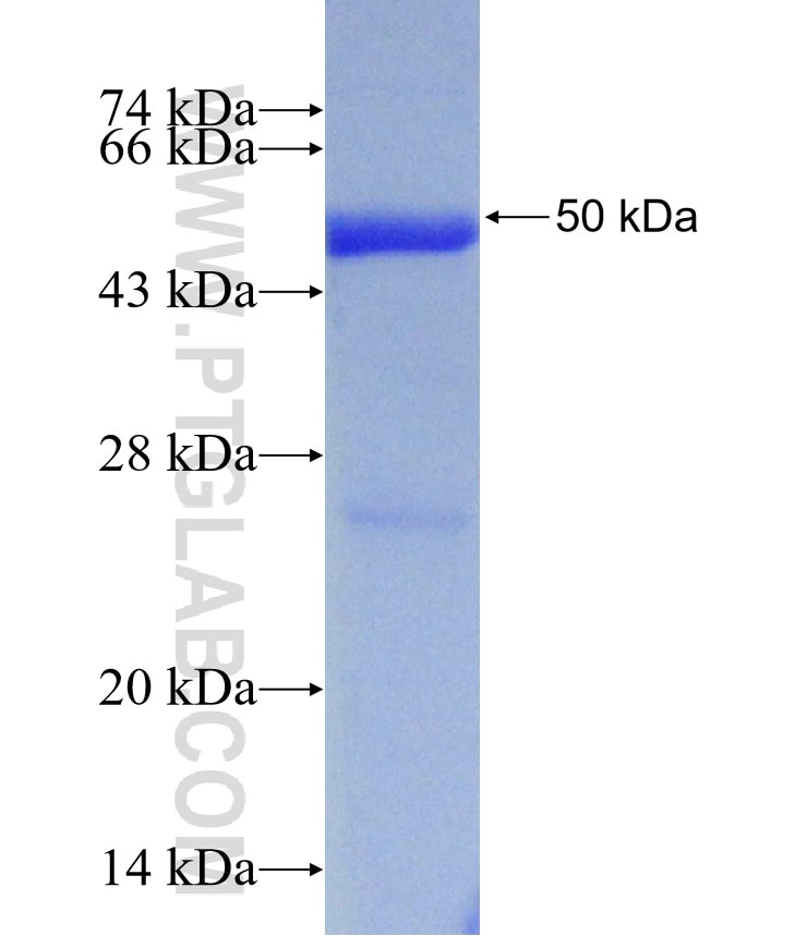 GMEB2 fusion protein Ag31393 SDS-PAGE