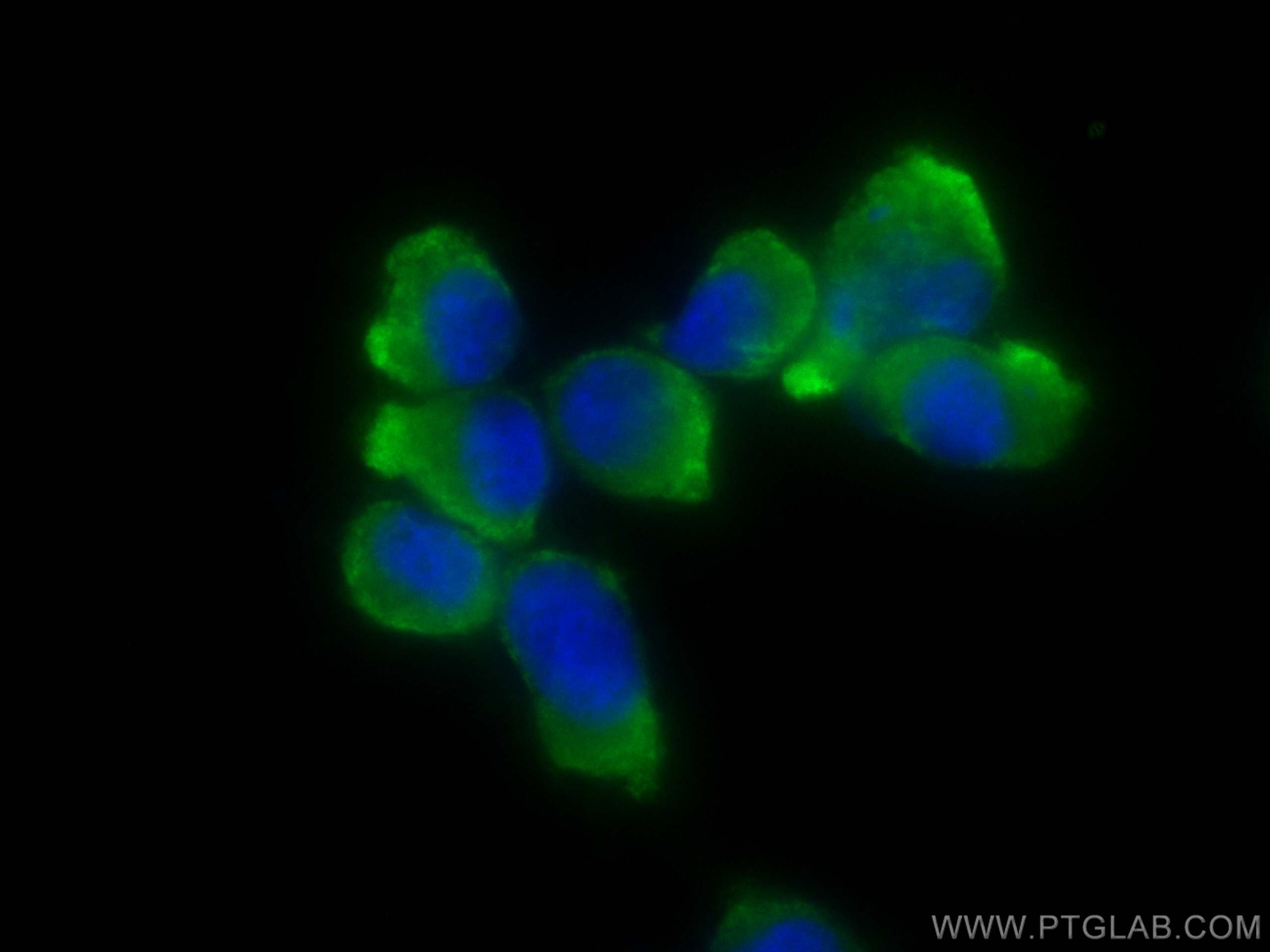 Immunofluorescence (IF) / fluorescent staining of U-87 MG cells using CoraLite® Plus 488-conjugated GMF Beta Monoclonal  (CL488-60062)