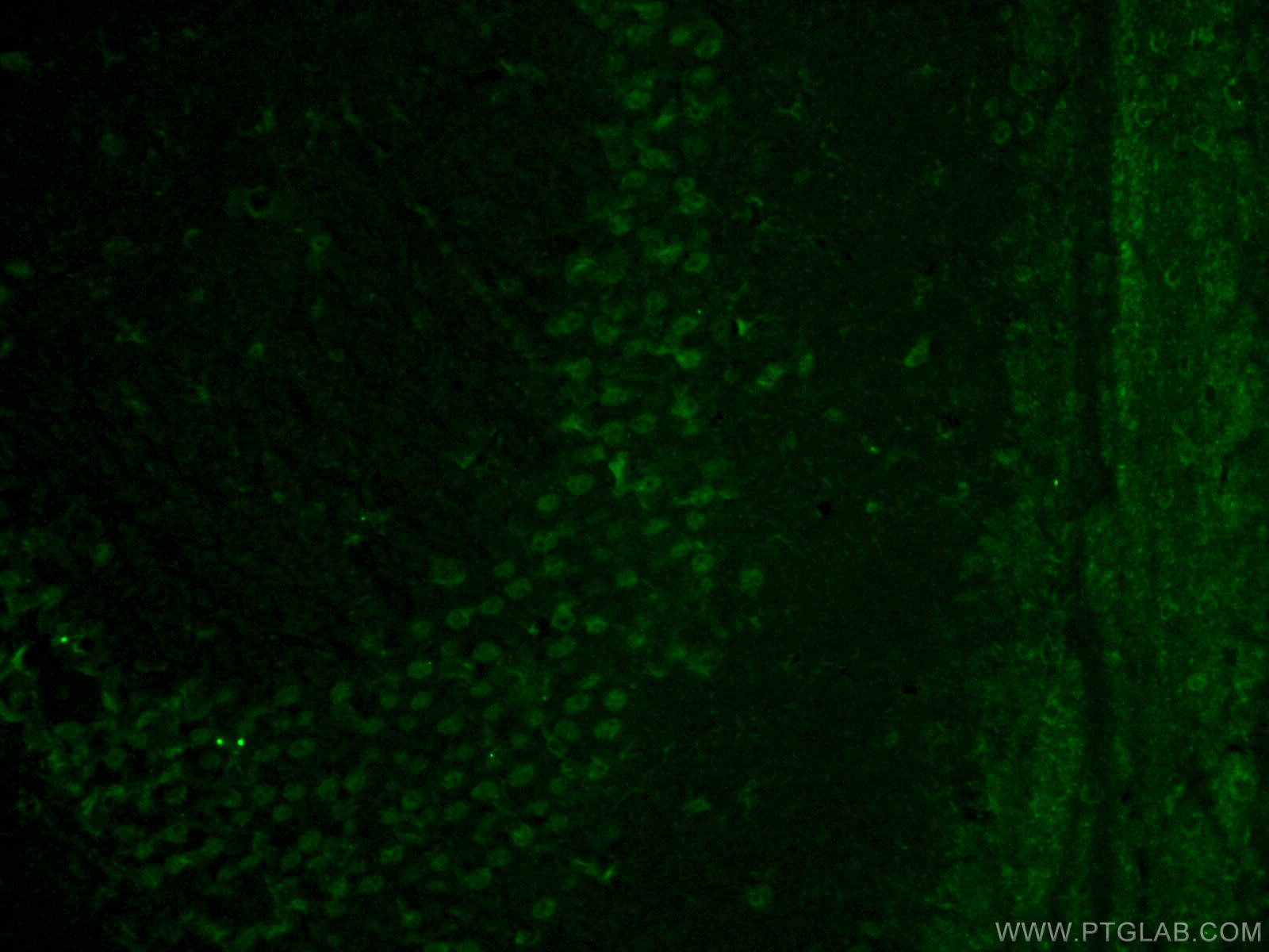 Immunofluorescence (IF) / fluorescent staining of mouse brain tissue using GMF Beta Polyclonal antibody (10690-1-AP)