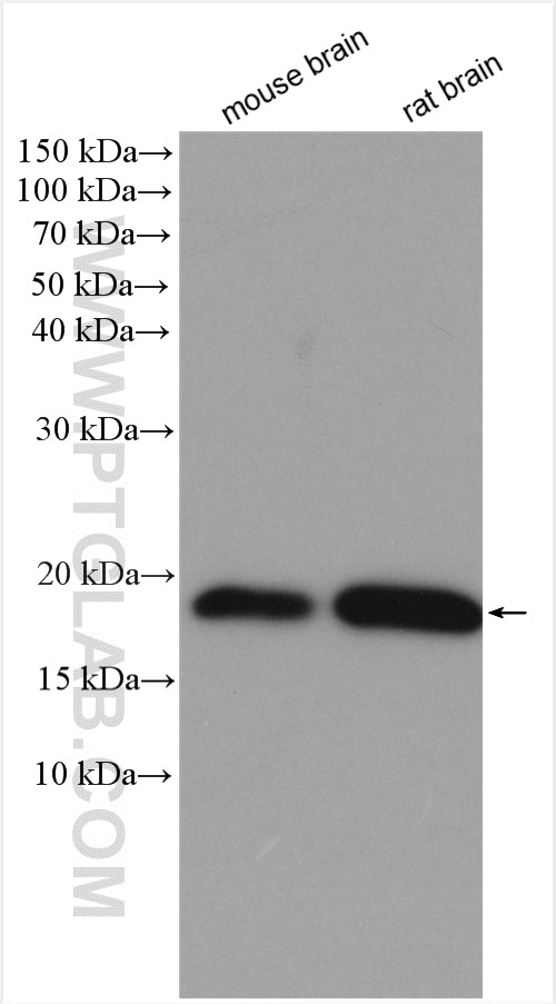 Western Blot (WB) analysis of various lysates using GMF Beta Polyclonal antibody (10690-1-AP)